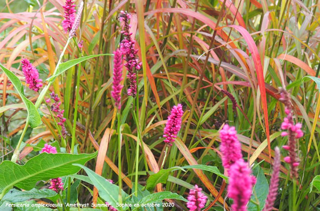 Persicaria amplexicaulis 'Amethyst Summer'