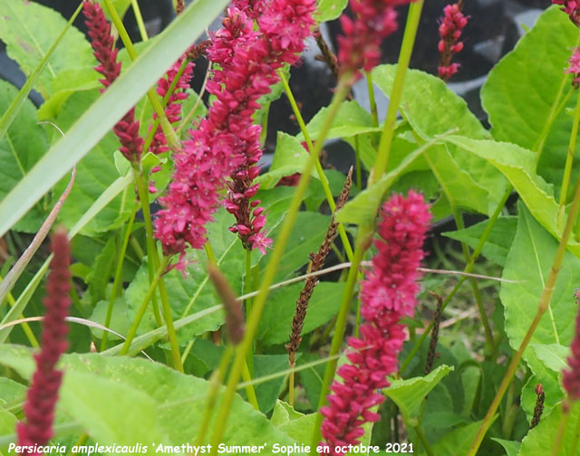 Persicaria amplexicaulis 'Amethyst Summer'