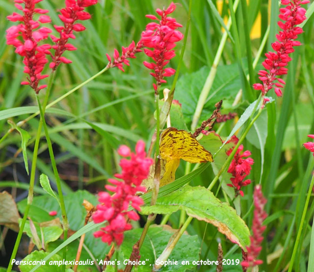 Persicaria amplexicaulis 'Anne's Choice'