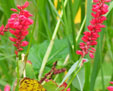 Persicaria  amplexiacaulis 'Anne's Choice'