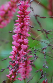 Persicaria amplexicaulis 'Anne's Choice'