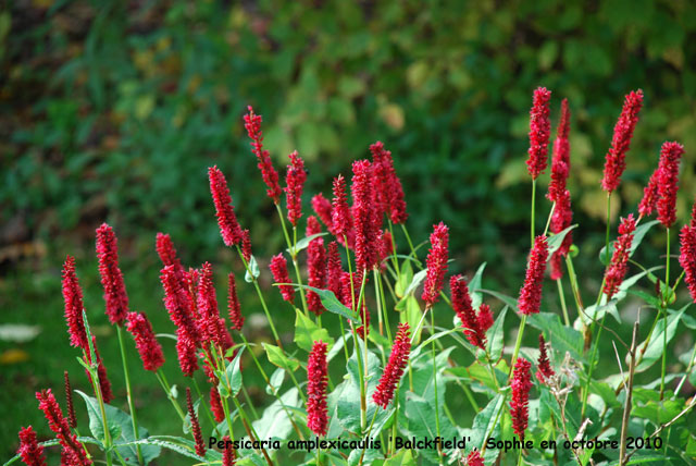 Persicaria amplexicaulis 'Blackfield'