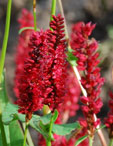 Persicaria amplexicaulis 'Blackfield'