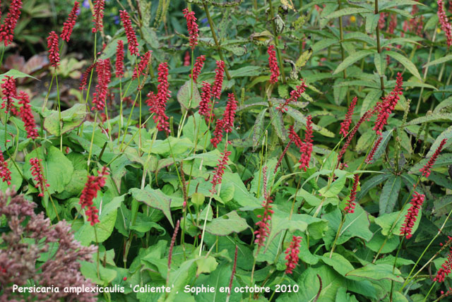 Persicaria amplexicaulis 'J.S. Caliente'