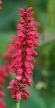 Persicaria amplexicaulis 'J.S Caliente'