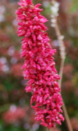 Persicaria amplexicaulis 'Blackfield'