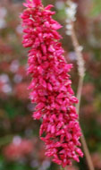 Persicaria amplexicaulis 'Dikke Floskes'