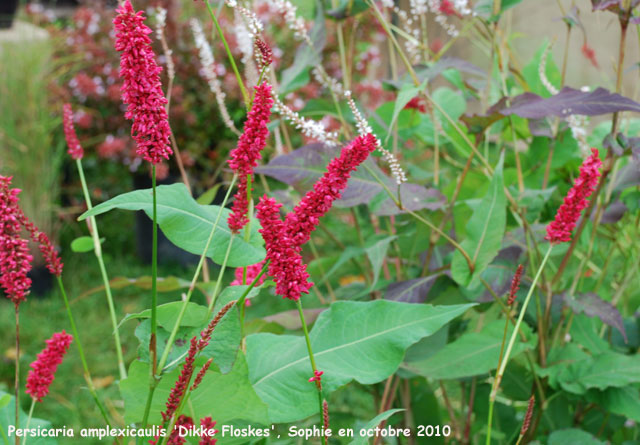 Persicaria amplexicaulis 'Dikke Floskes'