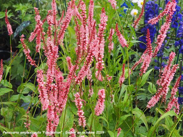 Persicaria amplexicaulis 'Fascination'