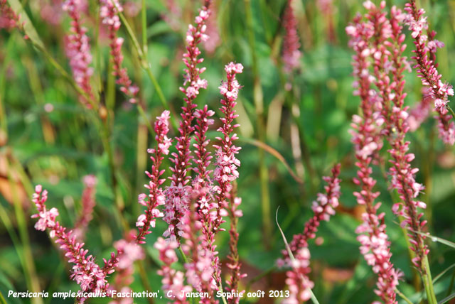 Persicaria amplexicaulis 'Fascination