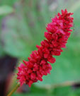 Persicaria amplexicaulis 'Fat domino'