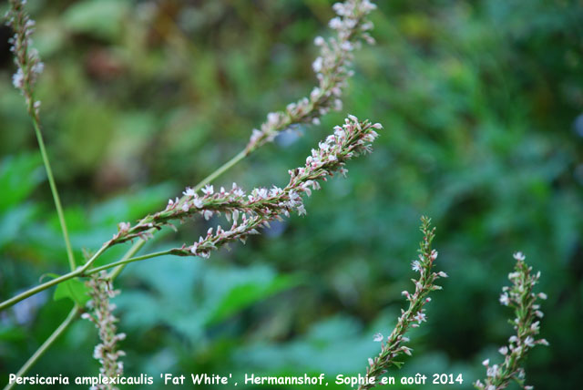 Persicaria amplexicaulis 'Fat White'