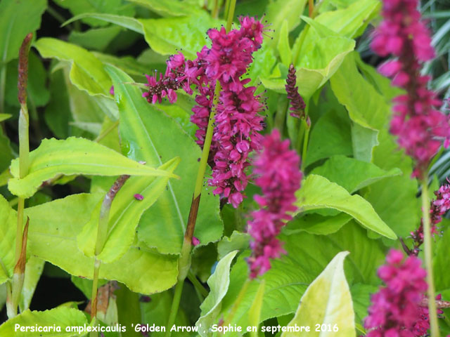 Persicaria amplexicaulis 'Golden Arrow'