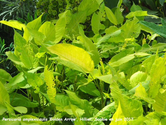 Persicaria amplexicaulis 'Golden Arrow'