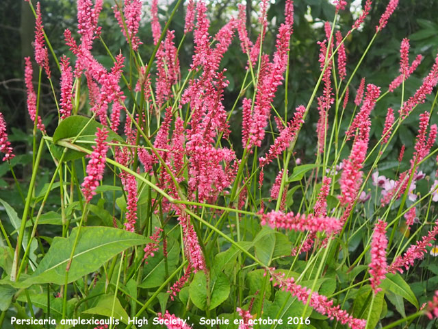 Persicaria amplexicaulis 'High Society'