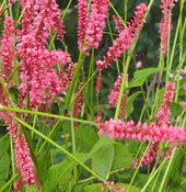 Persicaria amplexicaulis 'High Society''