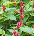 Persicaria amplexicaulis 'High Society'