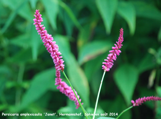 Persicaria amplexicaulis 'Janet'