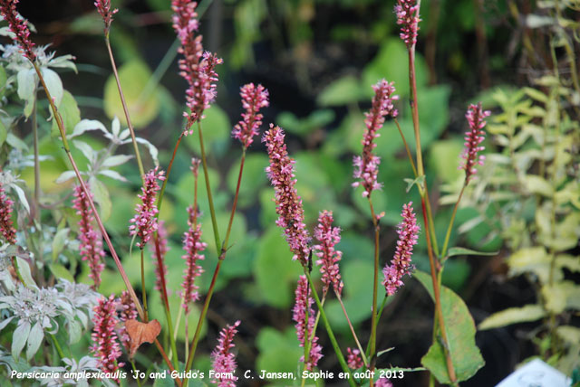 Persicaria amplexicaulis 'Jo and Guido Form'