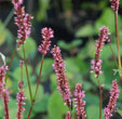 Persicaria amplexicaulis 'Jo and Guido Form'