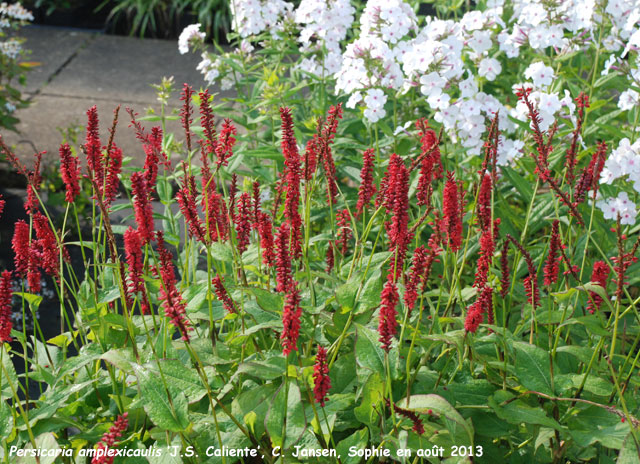 Persicaria amplexicaulis 'J.S. Caliente'