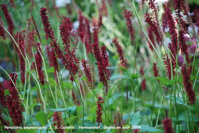 Persicaria amplexicaulis 'J.S. Caliente'