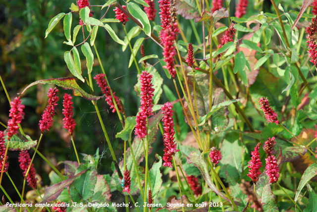 Persicaria amplexicaulis 'J.S. Delgado Macho'