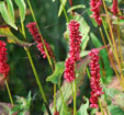 Persicaria amplexicaulis 'J.S. Delgado Macho'