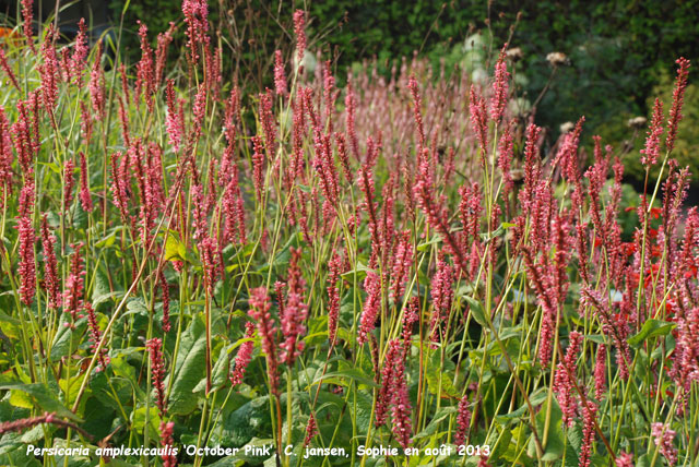 Persicaria amplexicaulis 'October Pink'