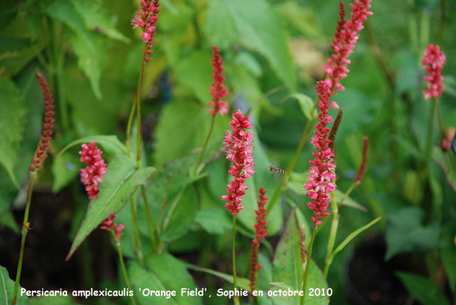 Persicaria amplexicaulis 'Orange Field'