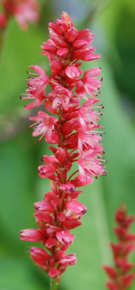 Persicaria amplexicaulis 'Orange Field'