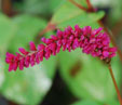 Persicaria amplexicaulis var. pendula