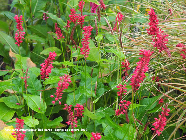 Persicaria amplexicaulis 'Red Baron'