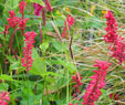 Persicaria amplexicaulis 'Red Baron'
