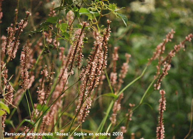Persicaria amplexicaulis 'Rosea'