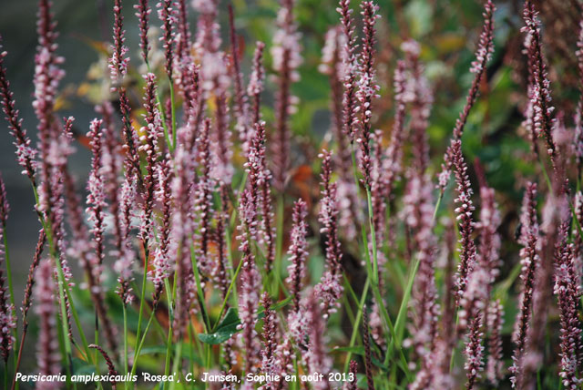 Persicaria amplexicaulis 'Rosea'