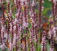 persicaria amplexicaulis 'Rosea'
