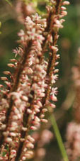 Persicaria amplexicaulis 'Rosea'