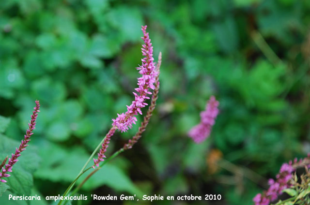 Persicaria amplexicaulis 'Rowden Gem'