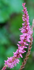 Persicaria amplexicaulis 'Orange Field'