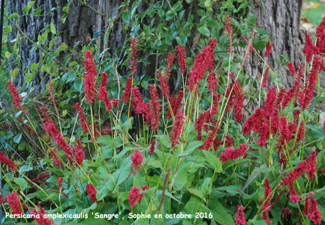 Persicaria amplexicaulis 'Sangre'