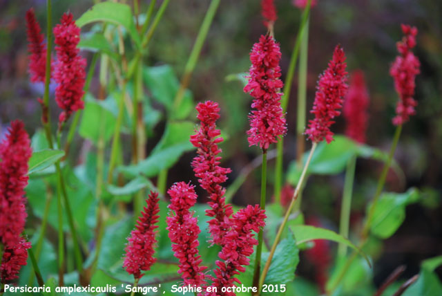 Persicaria amplexicaulis 'Sangre'