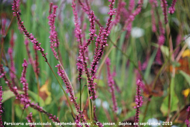 Persicaria amplexicaulis 'Spetember Spires'