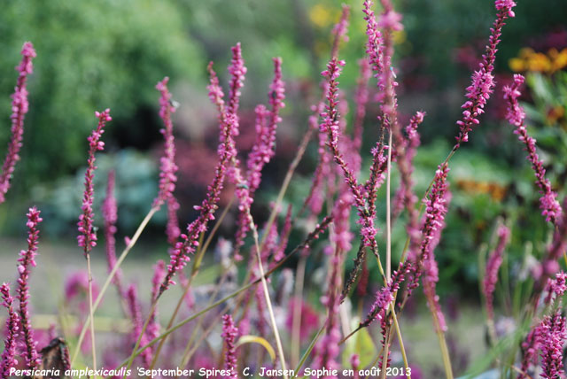 Persicaria amplexicaulis 'Spetember Spires'