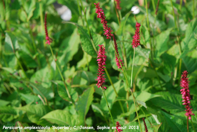 Persicaria amplexicaulis 'Speciosa'