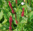 Persicaria amplexicaulis 'Speciosa'