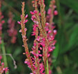 Persicaria ampexicaulis 'Summer Dance'