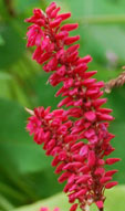 Persicaria amplexicaulis 'Taurus'