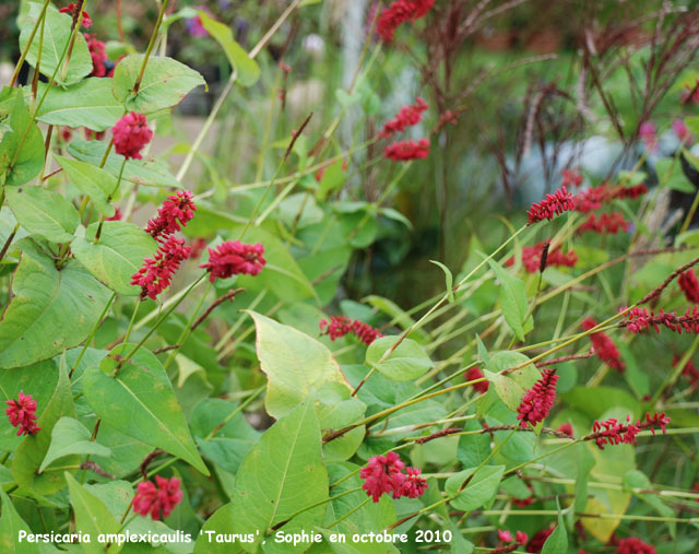 Persicaria amplexicaulis 'Taurus'