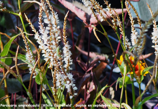 Persicaria amplexicaulis 'White Eastfield'